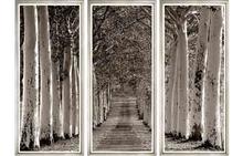 Avenue of Trees - Triptych