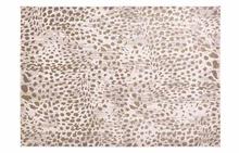 Waldor Beige Spotted Rug