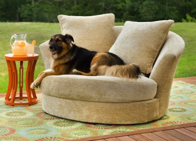 Circle Furniture dog on chair