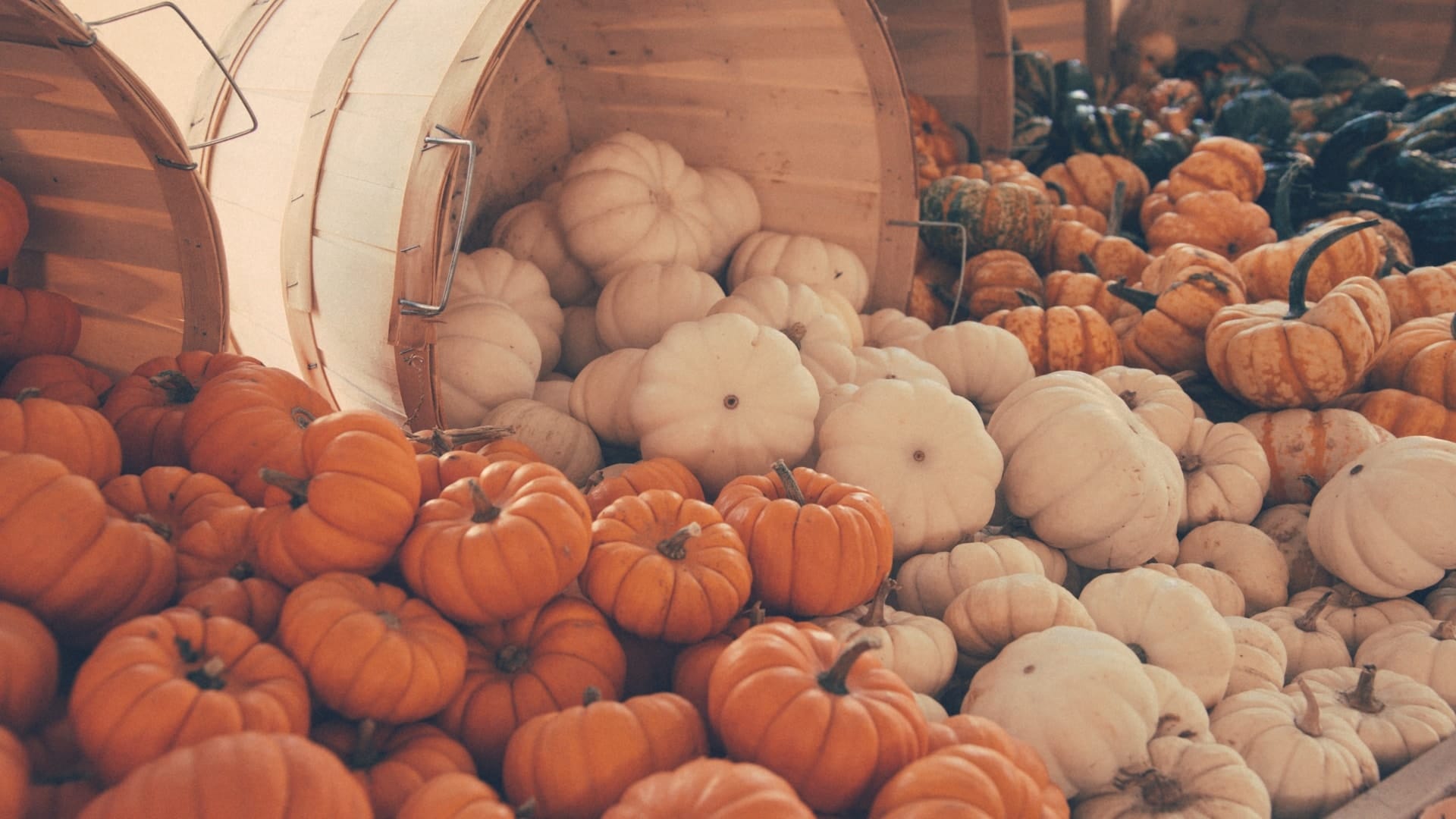 mini orange and white pumpkins in wood barrels 