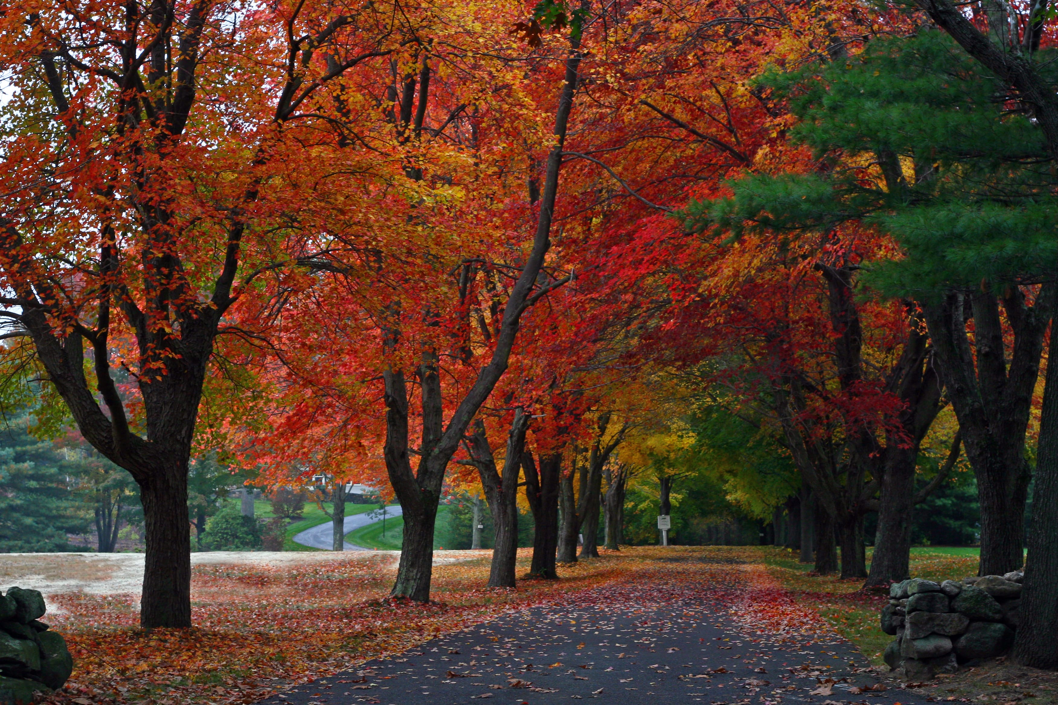 trees with yellow, orange, and red leaves